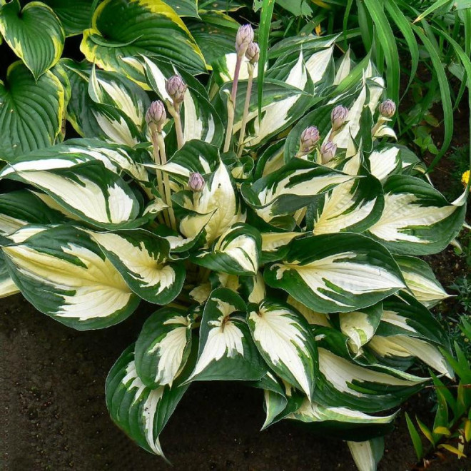 Hosta Funkia Fire and Ice