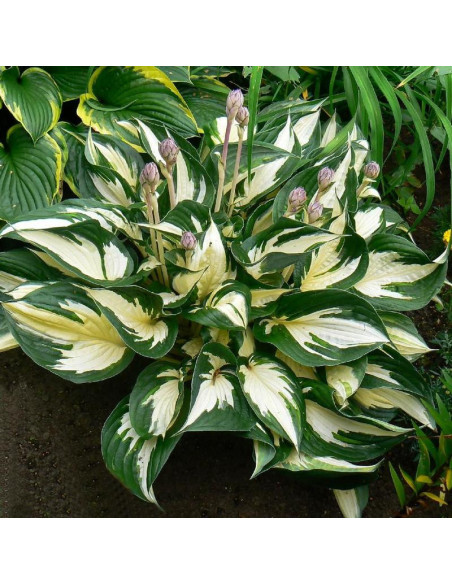 Hosta Funkia Fire and Ice
