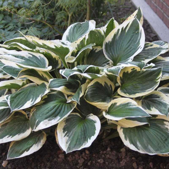 Funkia Fortune'a Patriot Hosta fortunei