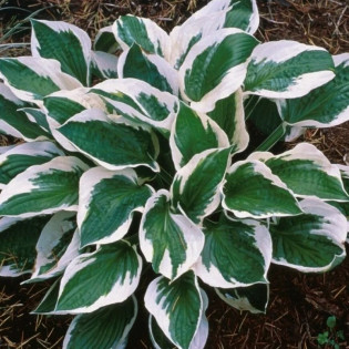 Funkia Fortune'a Patriot Hosta fortunei 2
