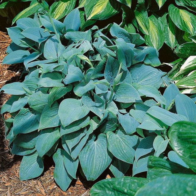 Funkia Fragrant Blue Hosta