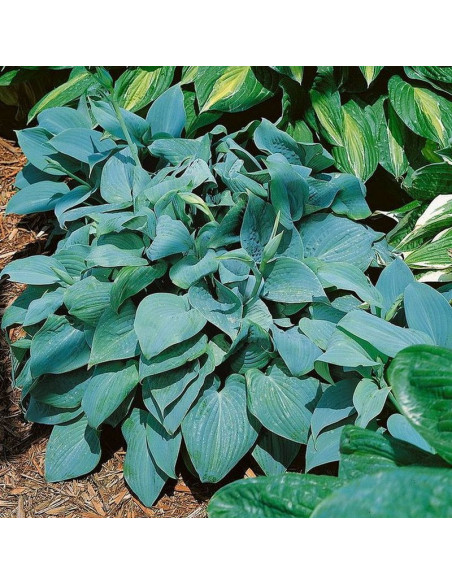 Funkia Fragrant Blue Hosta