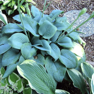Funkia Fragrant Blue Hosta 2