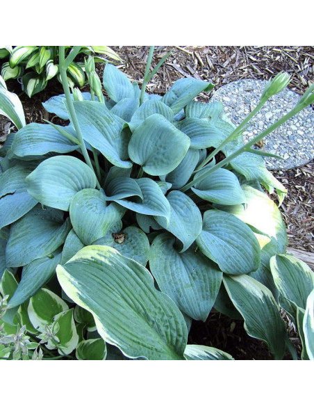 Hosta Funkia Fragrant Blue