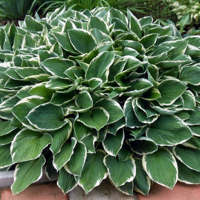 Funkia Francee Hosta