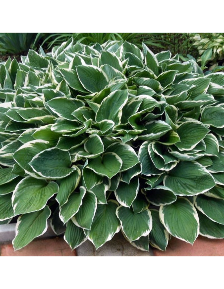 Funkia Francee Hosta