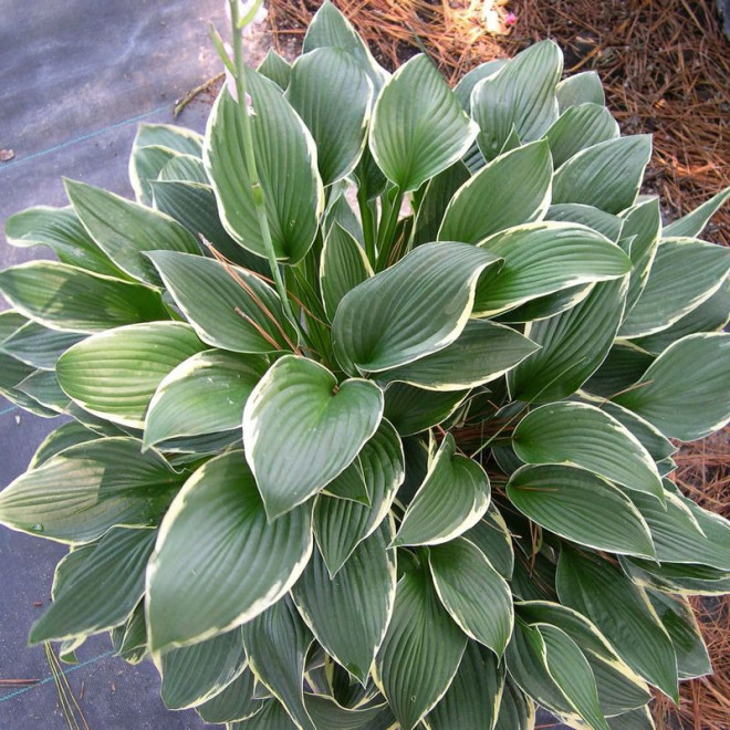 Hosta Funkia Francee