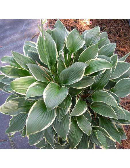 Hosta Funkia Francee