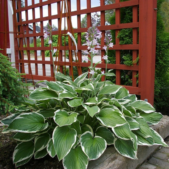 Francee Funkia Hosta