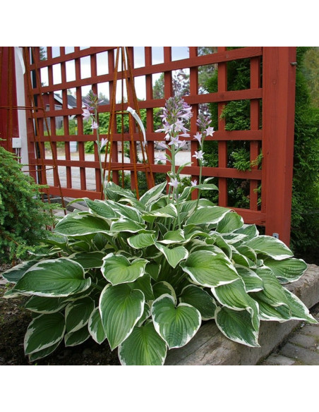 Francee Funkia Hosta