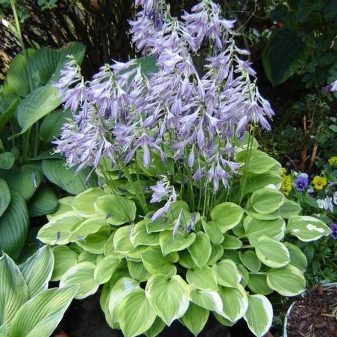 Hosta Funkia Golden Tiara