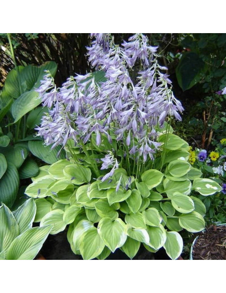 Hosta Funkia Golden Tiara