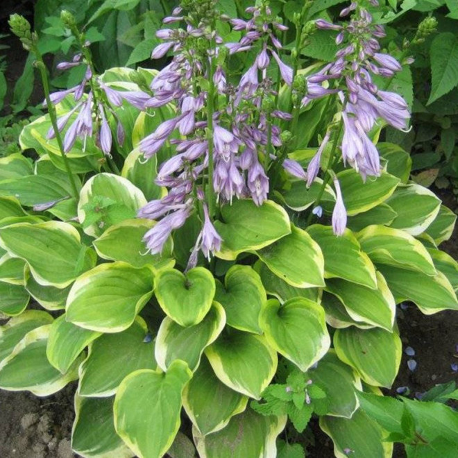 Funkia Golden Tiara Hosta