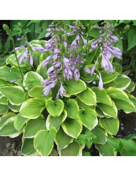 Funkia Golden Tiara Hosta