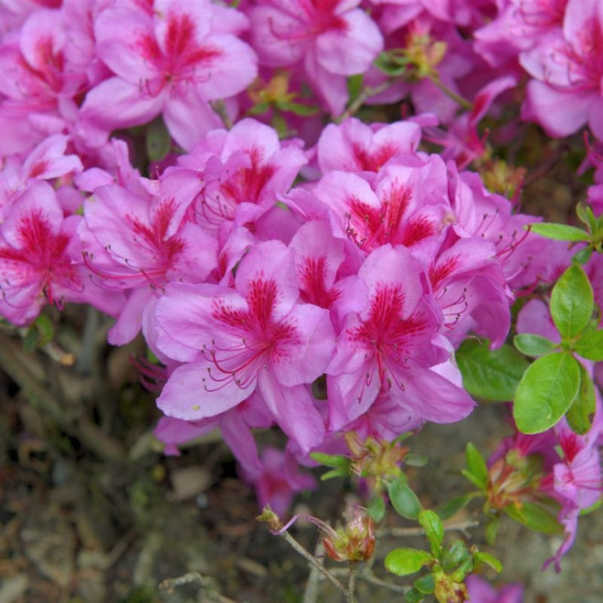 Azalia japońska Peppina PBR Rhododendron obtusum