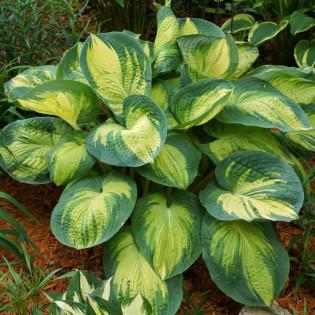 Hosta Funkia Great Expectations