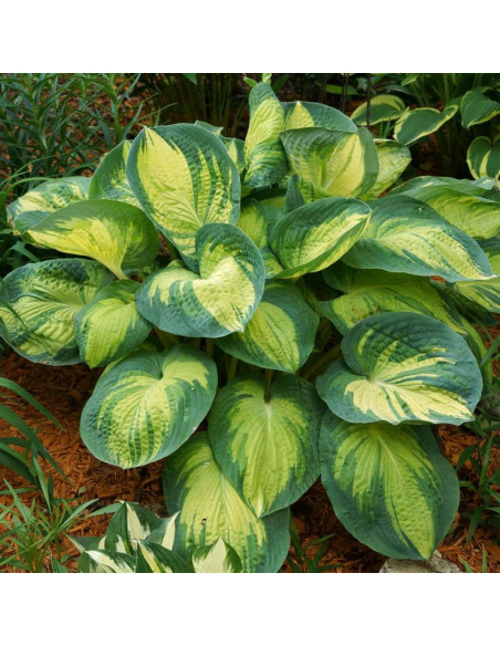 Hosta Funkia Great Expectations