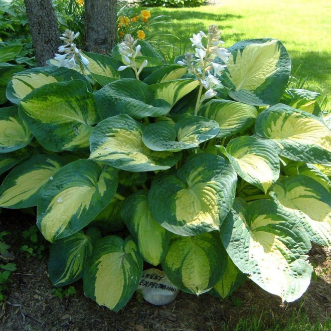 Funkia Great Expectations Hosta