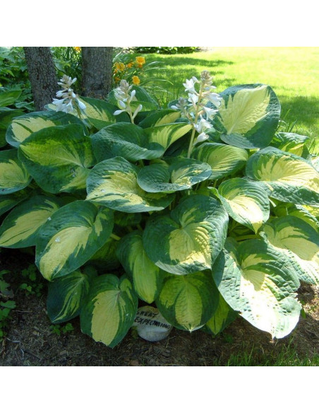 Funkia Great Expectations Hosta