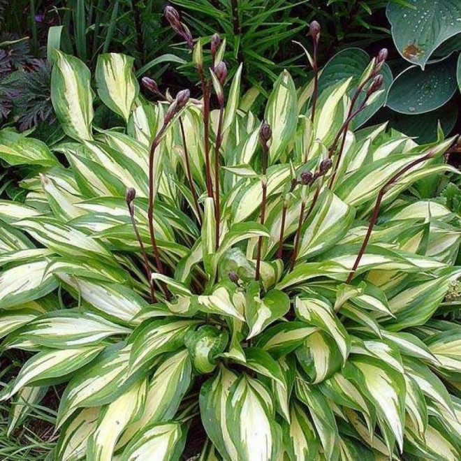 Funkia Green Berry Hosta