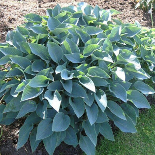 Funkia Hadspen Blue Hosta