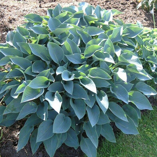 Funkia Hadspen Blue Hosta