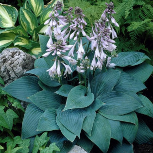 Funkia Halcyon Hosta