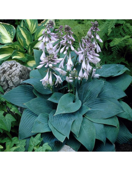 Funkia Halcyon Hosta