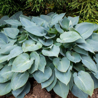 Funkia Halcyon Hosta 2