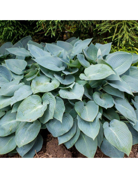 Hosta Funkia Halcyon