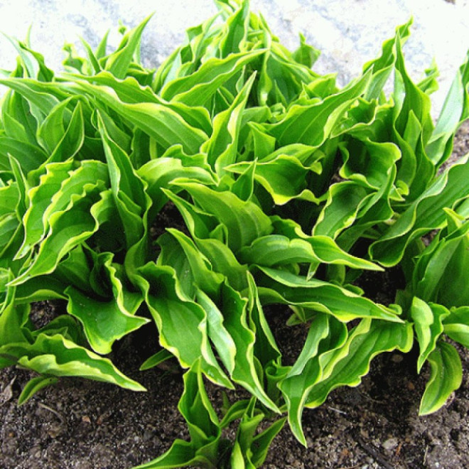 Funkia Lemon Delight Hosta