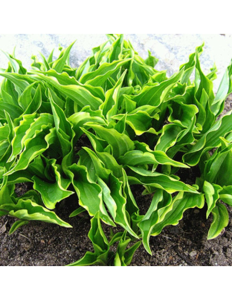 Funkia Lemon Delight Hosta