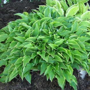 Funkia Lemon Delight Hosta 2