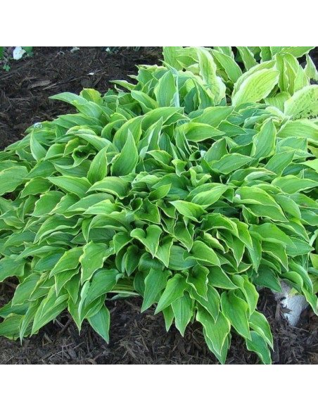 Hosta Funkia Lemon Delight
