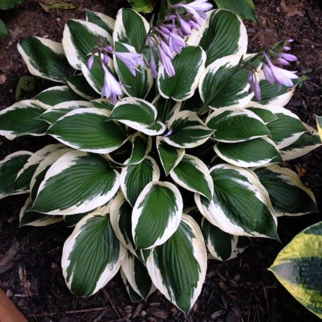 Funkia Minuteman Hosta