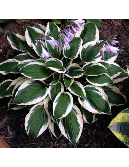 Funkia Minuteman Hosta