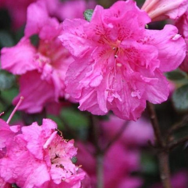 Azalia japońska Petticoat PBR Rhododendron obtusum