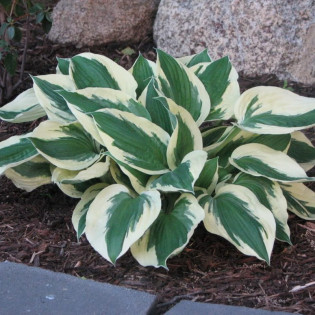 Funkia Minuteman Hosta 2