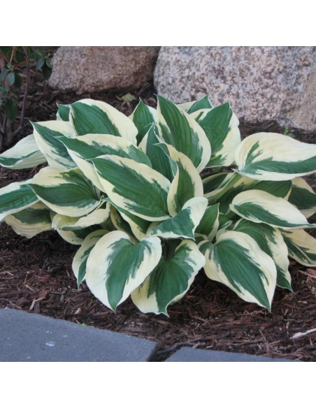 Minuteman Funkia Hosta