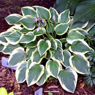 Funkia Pilgrim Hosta - Szkółka Roślin Ozdobnych Florela