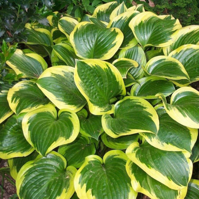 Queen Josephine Funkia Hosta