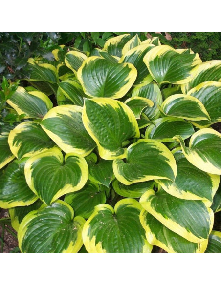 Queen Josephine Funkia Hosta