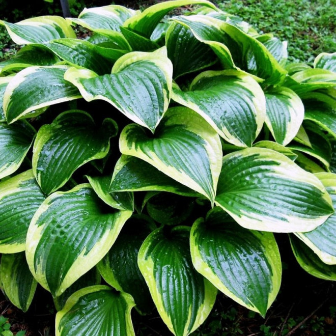 Funkia Queen Josephine Hosta