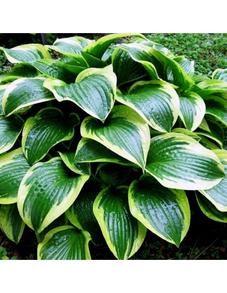 Funkia Queen Josephine Hosta