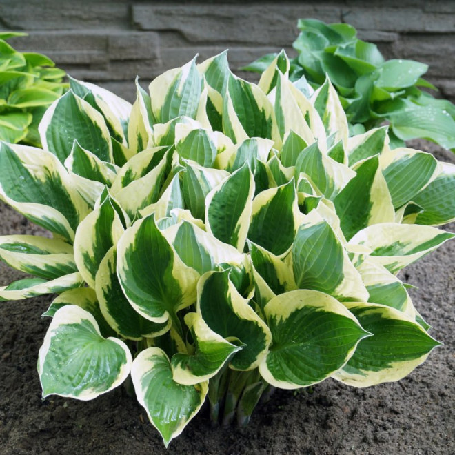 Hosta Funkia Queen Josephine