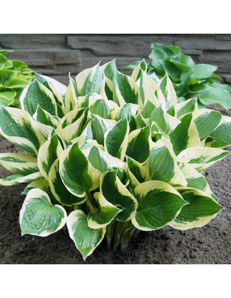 Hosta Funkia Queen Josephine