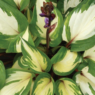 Raspberry Sundae Funkia Hosta