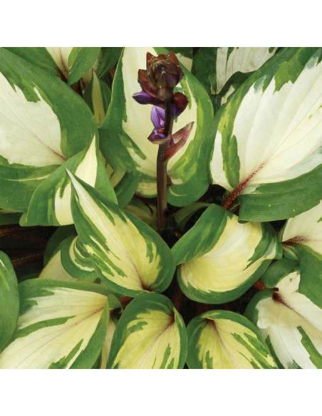 Raspberry Sundae Funkia Hosta