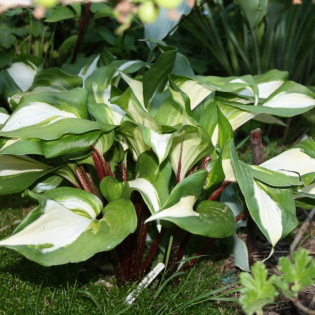 Raspberry Sundae Funkia Hosta 2