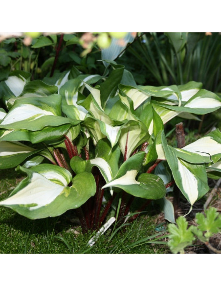 Funkia Raspberry Sundae Hosta